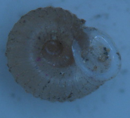 qualche piccolina da identificare